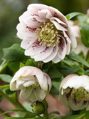 Bulbi de Helleborus "Double Ellen Spotted White"