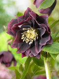 Bulbi de Heleborus "Double Ellen Purple", 1 Bucată