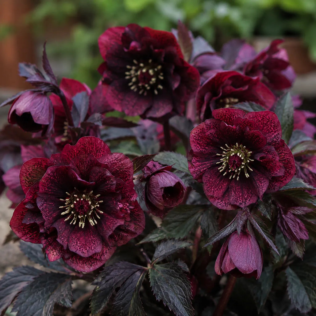 Helleborus "Sugar Blush Red" 1 buc