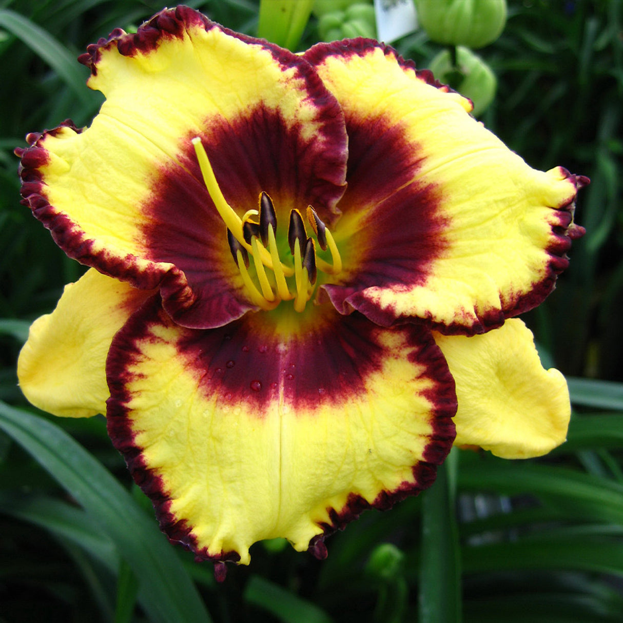 Bulbi de Hemerocallis "Calico Jack", Crin Salbatic, 1 Bucata