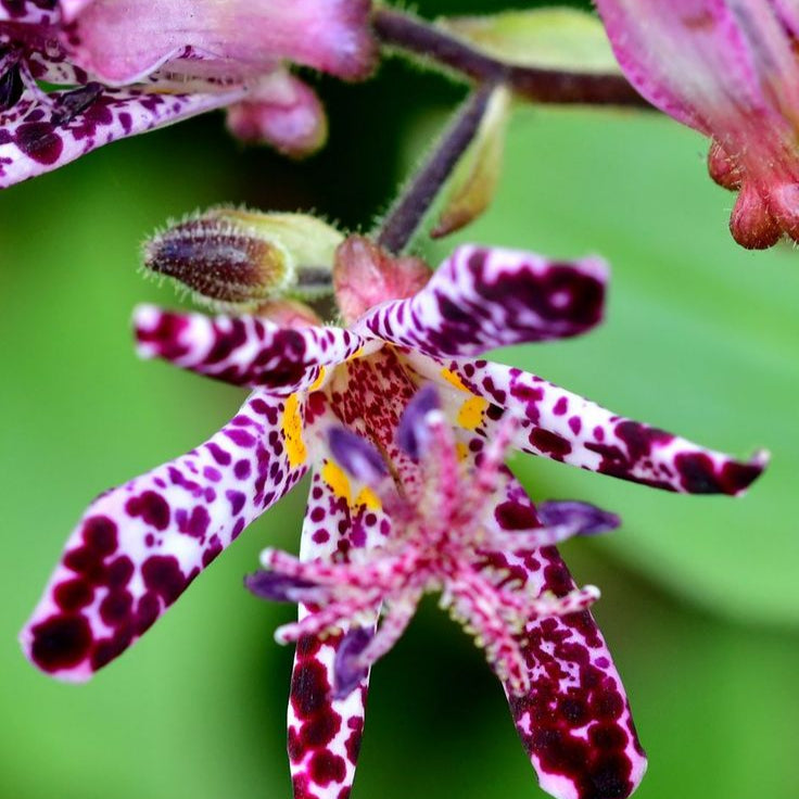 Tricyrtis Hirta (Orhideea de gradina)