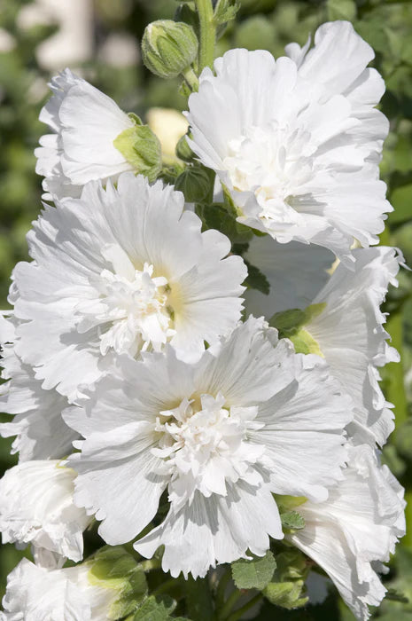 Nalba de Gradina "Alcea Rosea", Alb, la Ghiveci de 3L, 1 Bucata