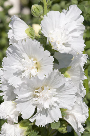 Nalba de Gradina "Alcea Rosea", Alb, la Ghiveci de 3L, 1 Bucata