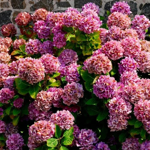 Hortensia Bicolor "Camilla", la Ghiveci de 3L, 1 Bucata