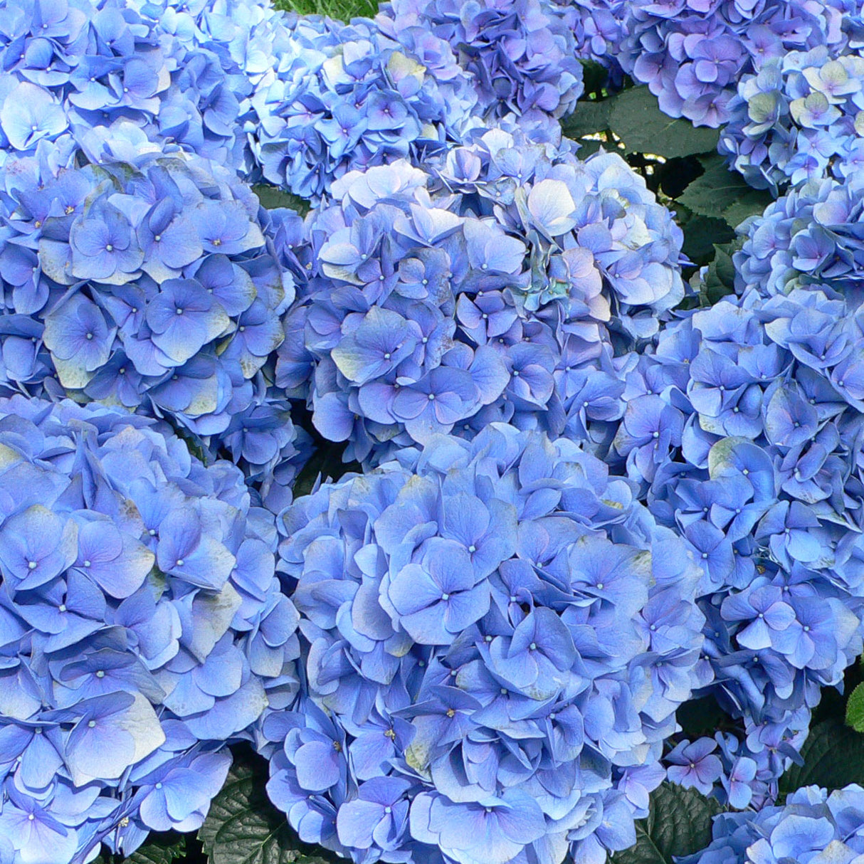 Hortensia Macrophylla "Bodensee", la Ghiveci de 3L, 1 Bucata