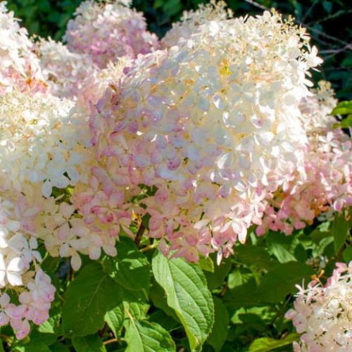 Hortensia Arbustiva Paniculata "Phantom", la Ghiveci de 3L, 1 Bucata