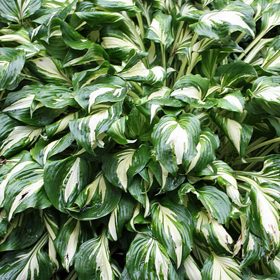 Bulbi de Hosta "Undulata Mediovariegata", 1 Bucata