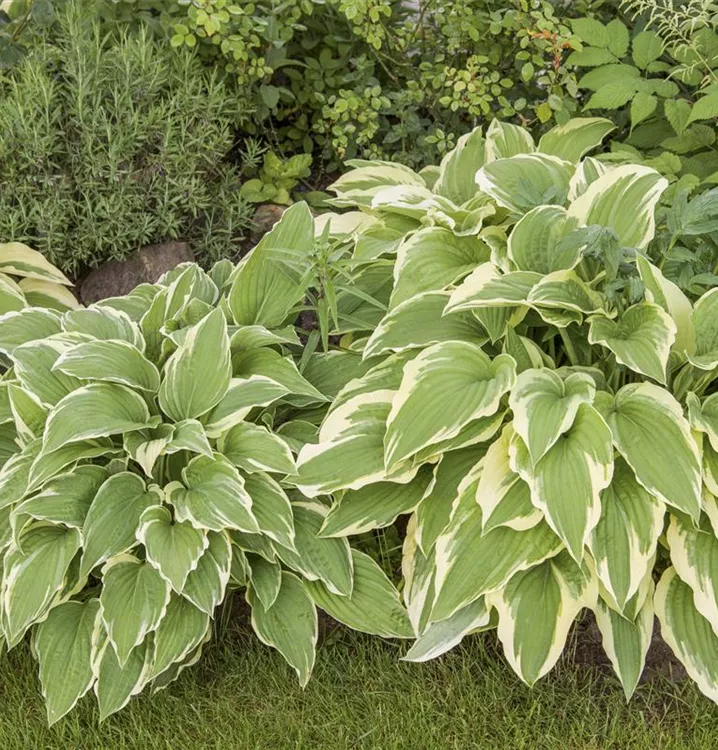 Hosta "Sieboldi", la Ghiveci, 1 Bucata