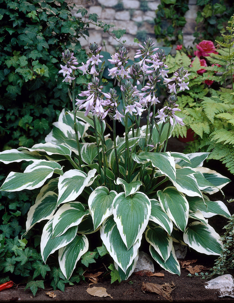 Bulbi de Hosta "Antioch", 1 Bucata