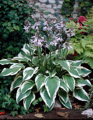 Bulbi de Hosta "Antioch", 1 Bucata