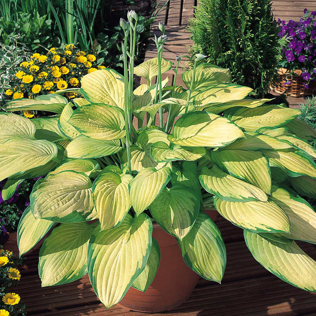 Bulbi de Hosta "Gold Standard", 1 Bucata