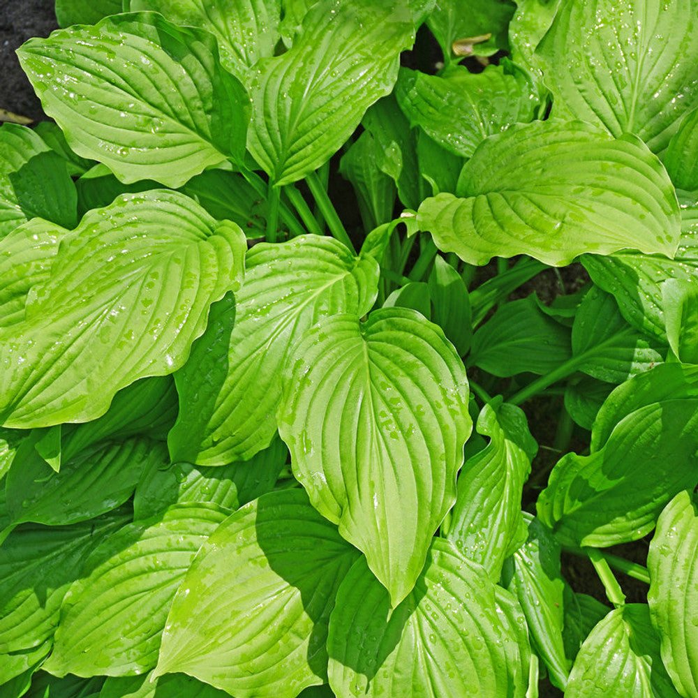 Bulbi de Hosta "Honeybells", 1 Bucata