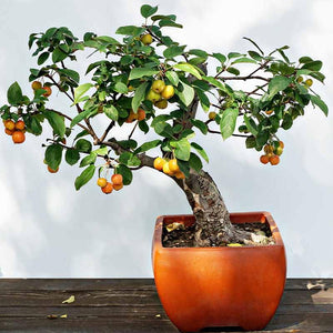 Bonsai "Citrus Mitis -Calamandino"