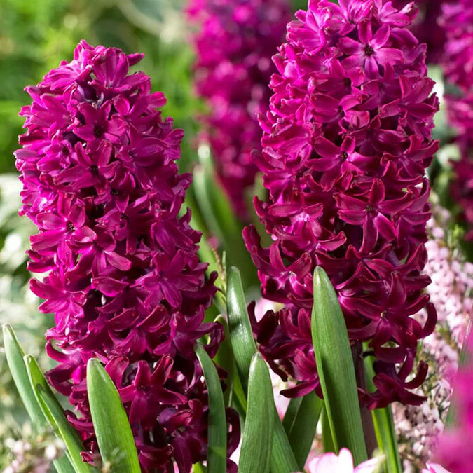 Zambilă Woodstock înflorită, floare parfumată pentru grădină și interior