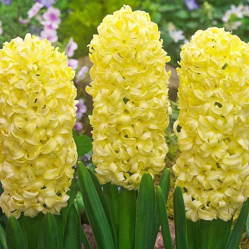 Hyacinthus-Gipsy-princess - Fitza Florilor