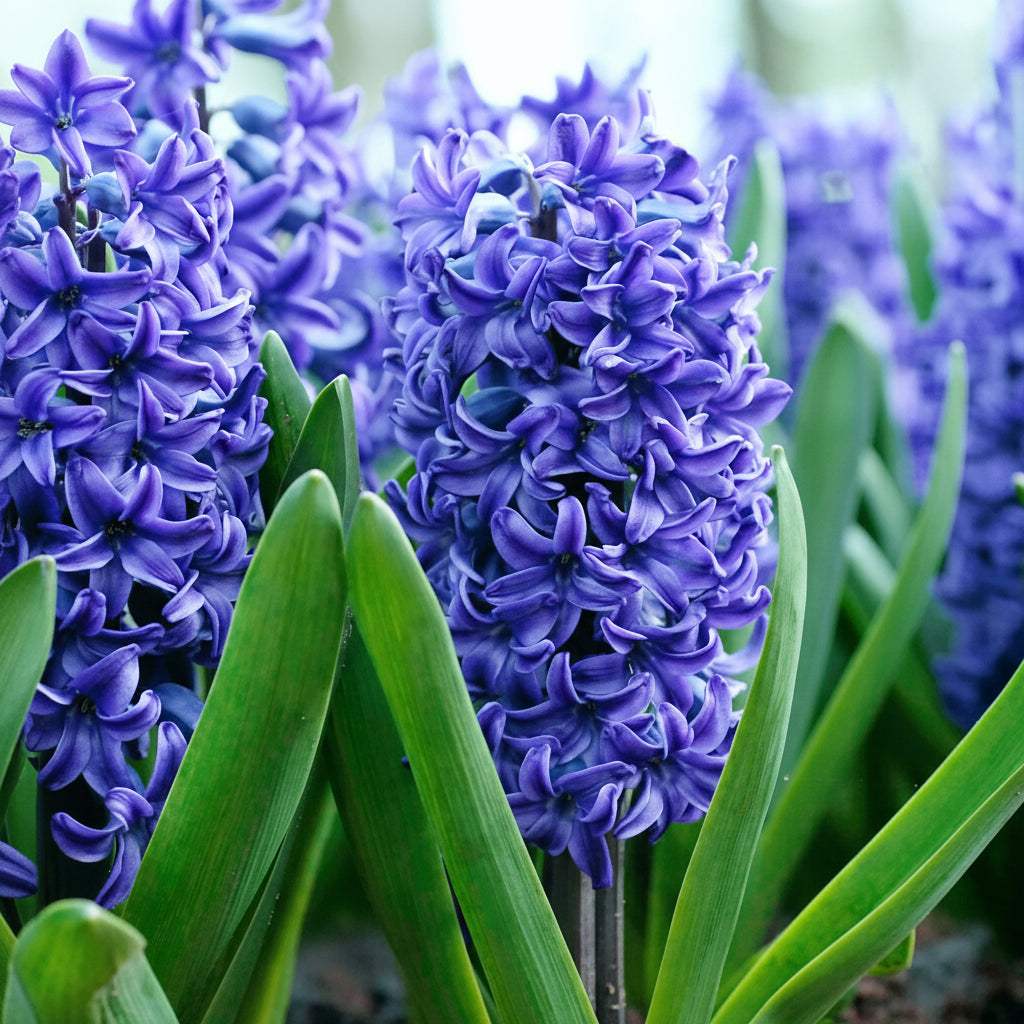 HyacinthusBlueTrophy3 - Fitza Florilor
