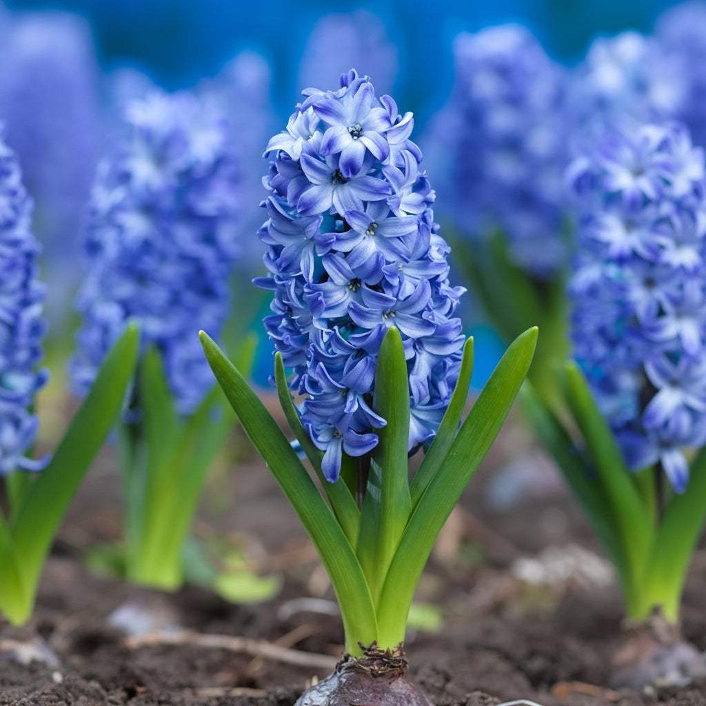 Hyacinthus_Aqua_1_1_1 - Fitza Florilor