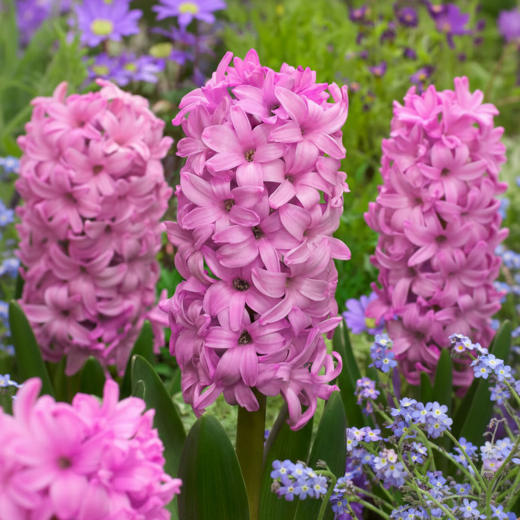 Zambile Fondant cu flori roz pastel, zambile decorative de primăvară