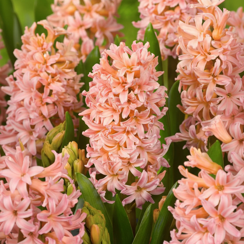 Zambile Gipsy Queen cu flori roz coral, zambile decorative de primăvară