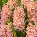 Hyacinthus_orientalis_Gipsy_Queen_1_5 - Fitza Florilor