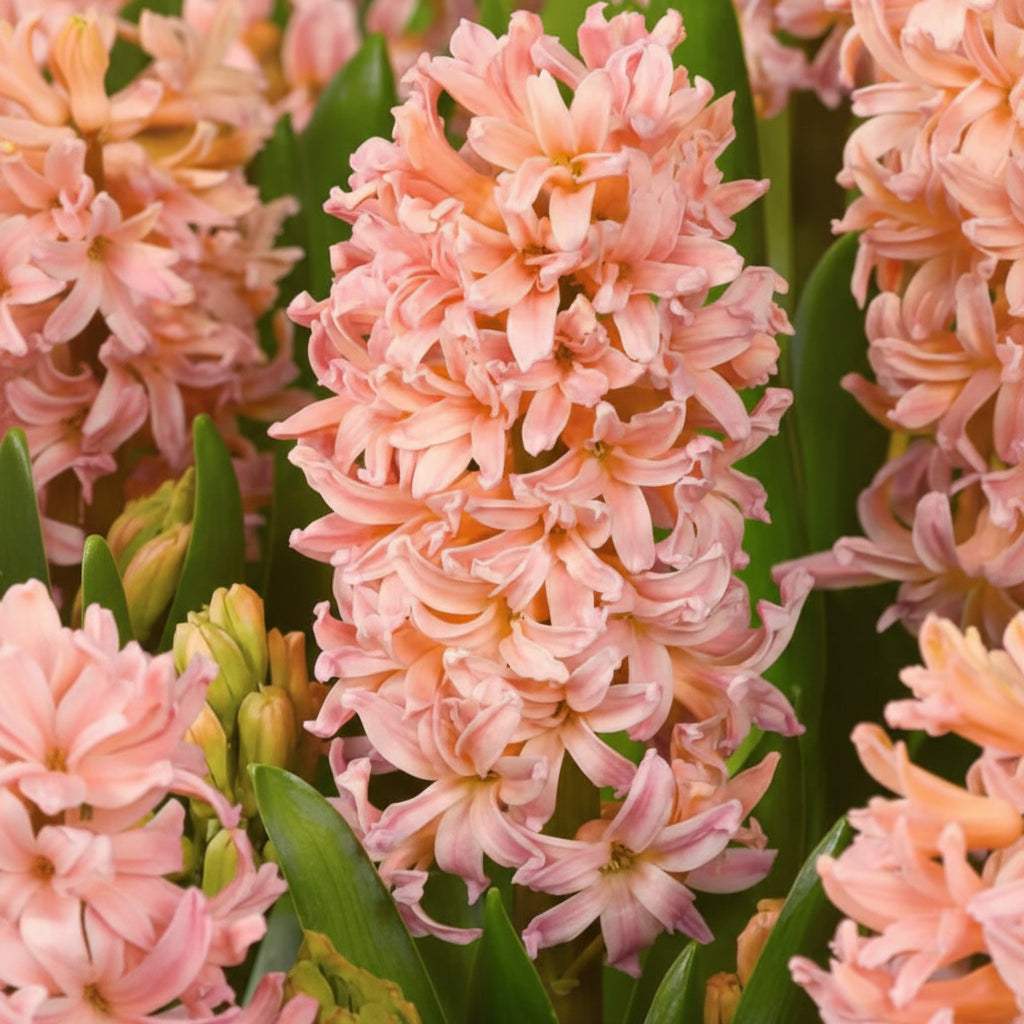 Hyacinthus_orientalis_Gipsy_Queen_1_5_1 - Fitza Florilor