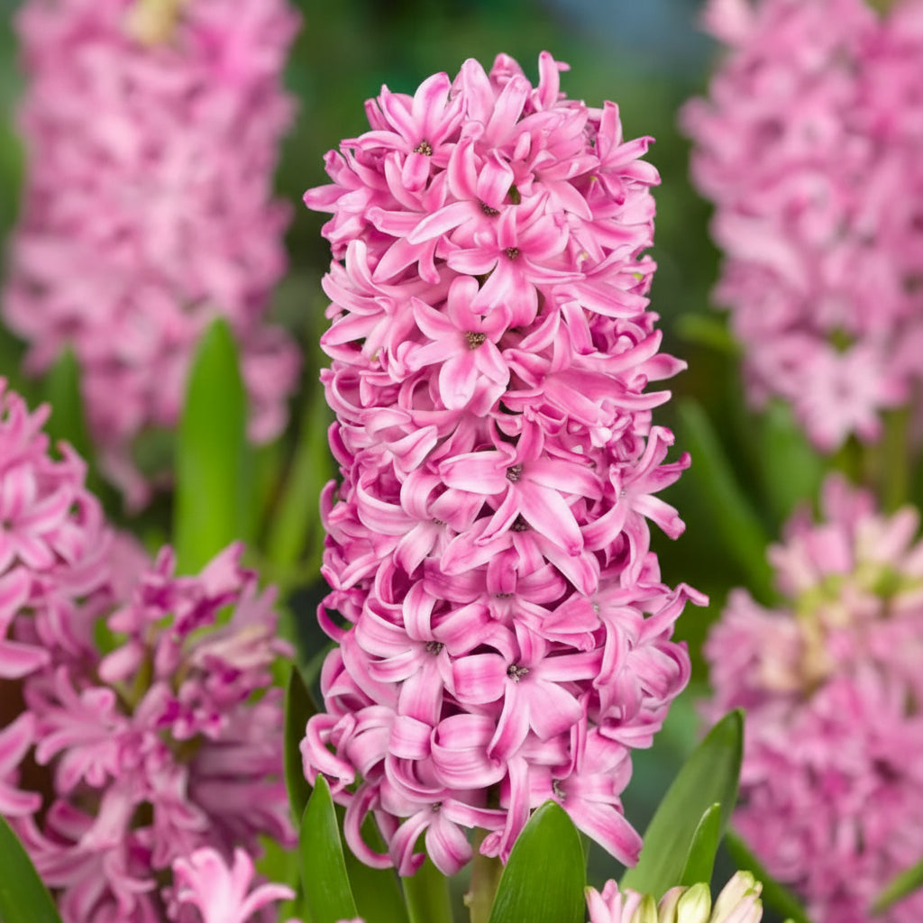 Zambile Pink Pearl cu flori roz pastel, zambile decorative de primăvară