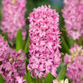 Hyacinthus_orientalis_Pink_Pearl_1_3 - Fitza Florilor
