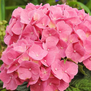 Hortensia Macrophylla "Early Pink", la Ghiveci de 3L, 1 Bucata