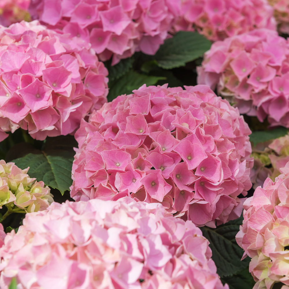 Hortensia Macrophylla "Early Pink", la Ghiveci de 3L, 1 Bucata