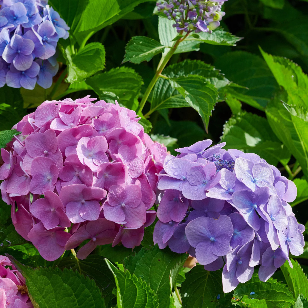 Hortensia Macrophylla "Hamburg", la Ghiveci de 3L, 1 Bucata