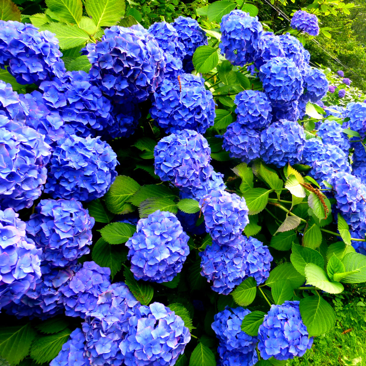 Hortensia Macrophylla "Early Blue", la Ghiveci de 3L, 1 Bucata