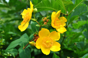 Sunatoare Decorativa, ''Hypericum Hidcote'', la Ghiveci de 3L, 40/60 cm, 1 Bucata