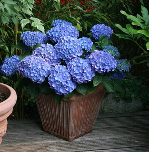 Hortensia Macrophylla "Bodensee", la Ghiveci de 3L, 1 Bucata