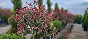 Photinia Fraseri Pink Marble, la Ghiveci de 10L, 1 Bucata