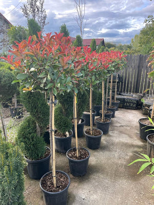 Photinia Fraseri Red Robin Tip Copac , la Ghiveci de 45L, 180 cm, 1 Bucata