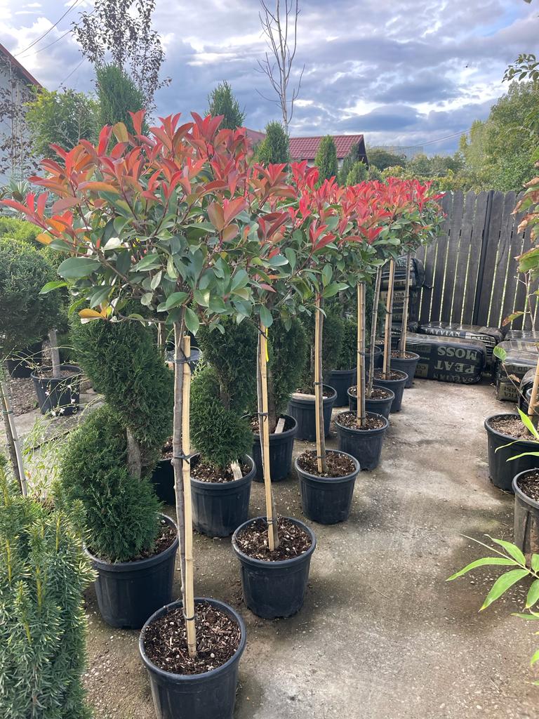 Photinia Fraseri Red Robin Tip Copac, la Ghiveci de 35L, 160 cm, 1 Bucata