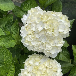 Hortensia Macrophylla "Wudu", Alba, la Ghiveci de 3L, 1 Bucata