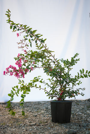 Liliac indian "Lagerstroemia Indica Coccinea '', la Ghiveci de 10L, 150 cm, 1 Bucata