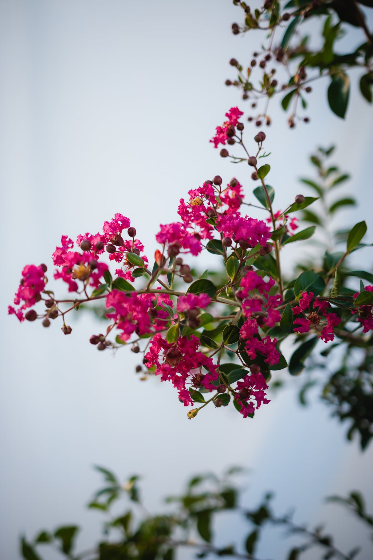 Liliac indian "Lagerstroemia Indica Coccinea '', la Ghiveci de 10L, 150 cm, 1 Bucata