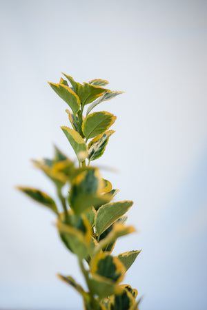 Salba Japoneza, ''Euonymus Jap. Elegant.  Aureus'', la Ghiveci de 18L, 80/100 cm, 1 Bucata