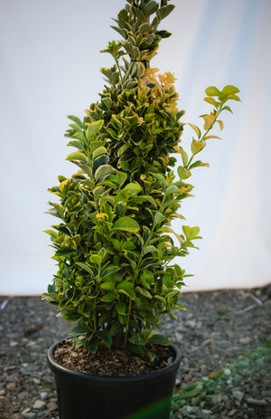 Salba Japoneza, ''Euonymus Jap. Elegant.  Aureus'', la Ghiveci de 18L, 80/100 cm, 1 Bucata