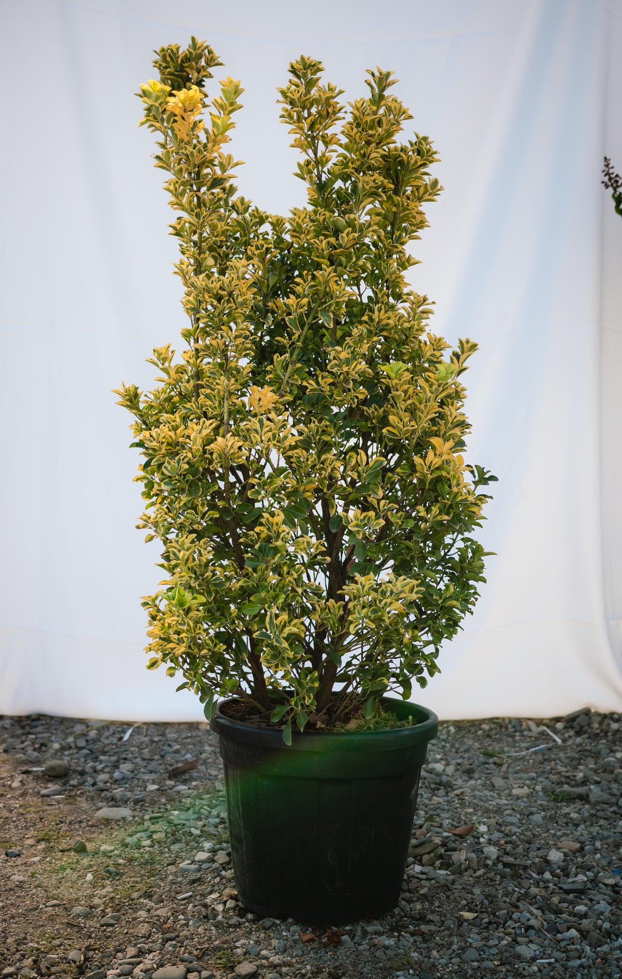 Salba Japoneza, ''Euonymus Jap. Elegant.  Aureus'', la Ghiveci de 35L, 125/150 cm, 1 Bucata