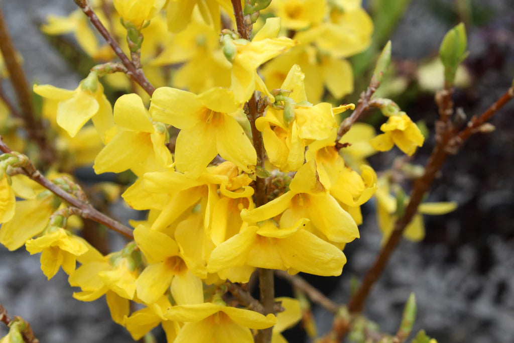 Forsythia "Lynwood Variety", 1 Bucata