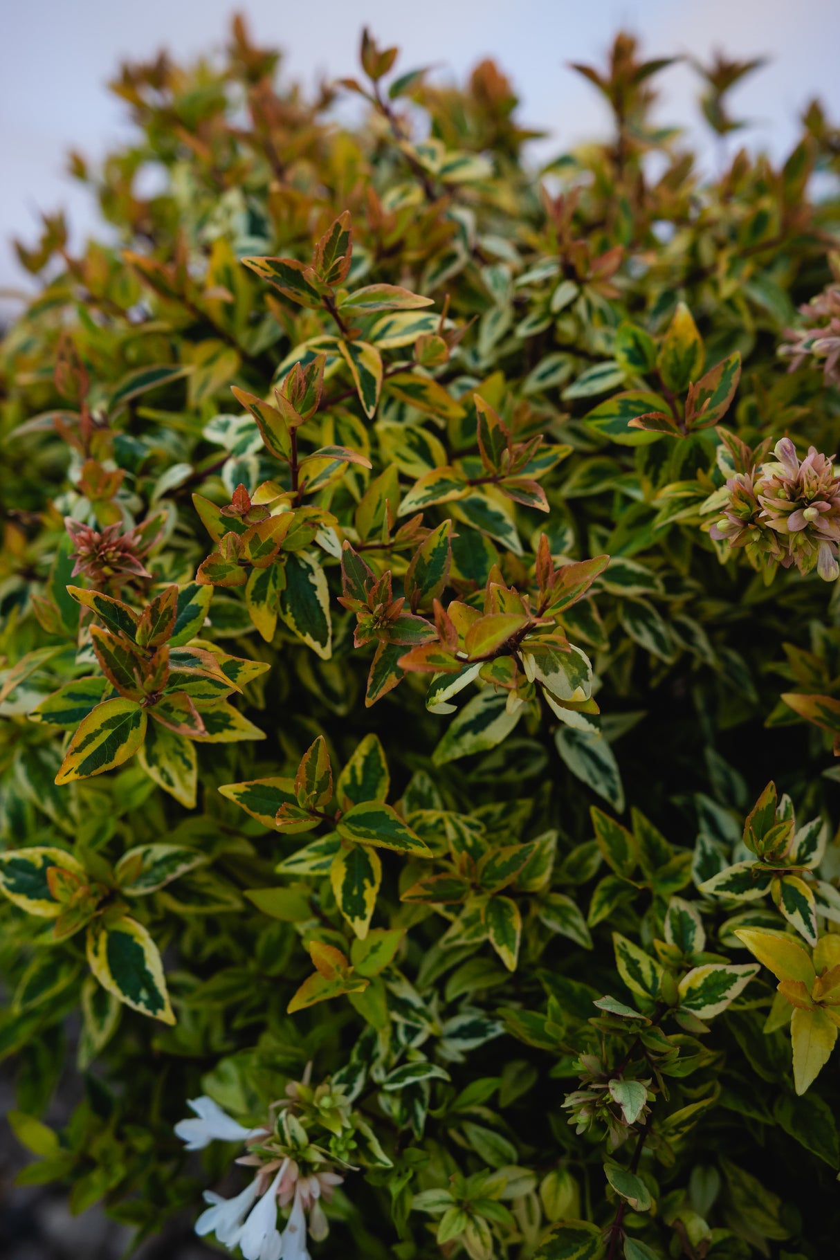 Abelia "Grandiflora Kaleidoscope", 40-60 cm, la Ghiveci de 10L ,1 Bucata