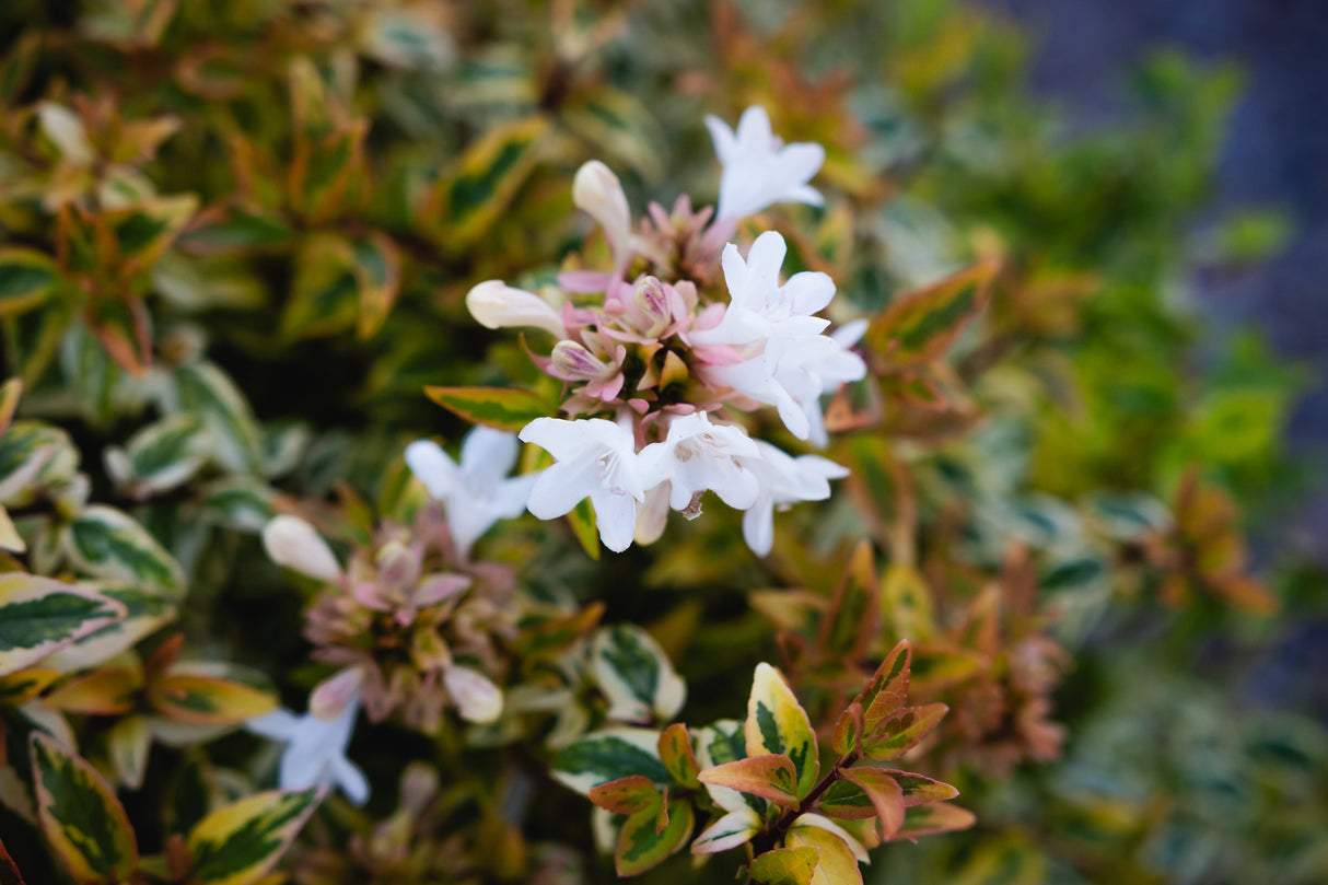 Abelia "Grandiflora Kaleidoscope", 40-60 cm, la Ghiveci de 10L ,1 Bucata