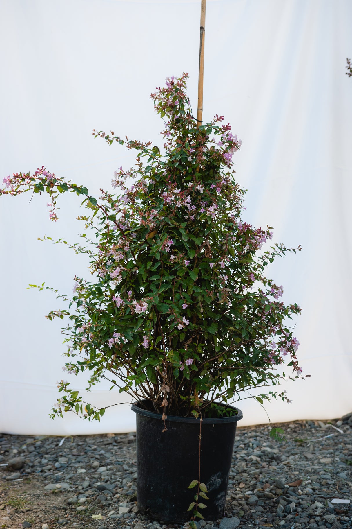 Abelia "Edward Goucher", 120-150cm, la Ghiveci de 25L, 1 Bucata