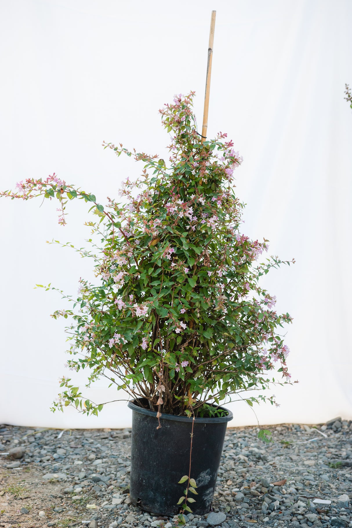 Abelia "Edward Goucher", 120-150cm, la Ghiveci de 25L, 1 Bucata