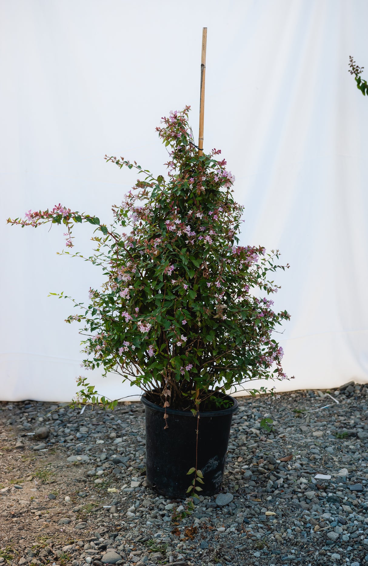 Abelia "Edward Goucher", 120-150cm, la Ghiveci de 25L, 1 Bucata