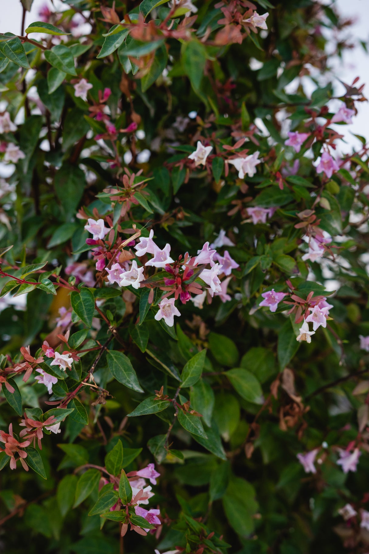 Abelia "Edward Goucher", 120-150cm, la Ghiveci de 25L, 1 Bucata