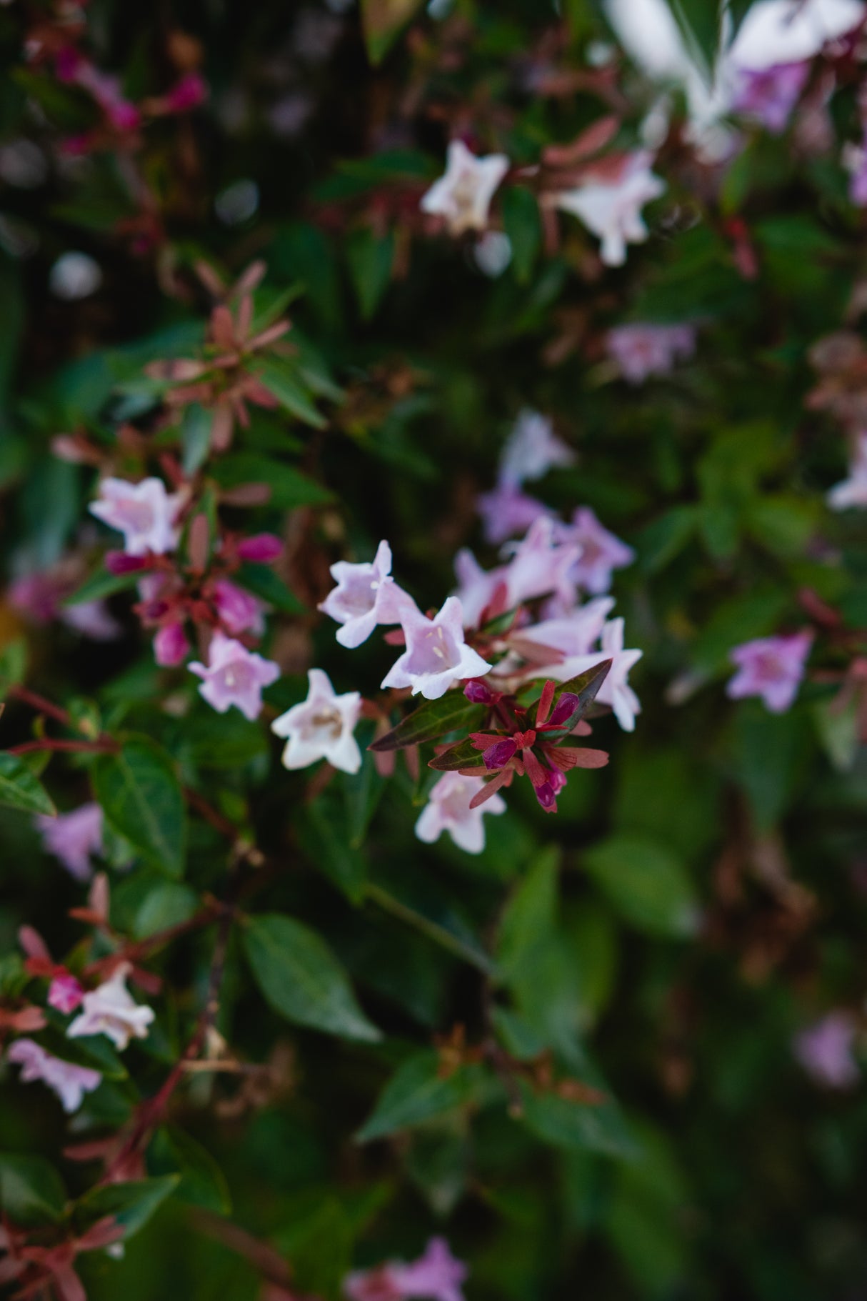 Abelia "Edward Goucher", 120-150cm, la Ghiveci de 25L, 1 Bucata